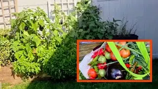 Jill's Little Garden Update 
