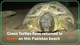 Pakistan city beach brims with breeding sea turtles