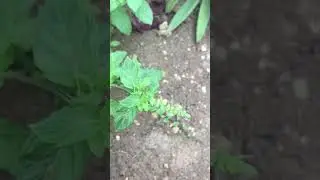 Mint flowering