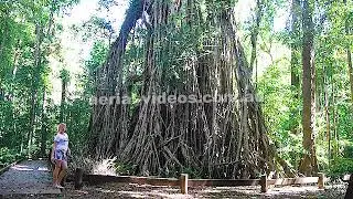 4K Danbulla National Park