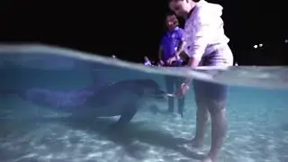 Wild Dolphin Feeding | Tangalooma Island Resort