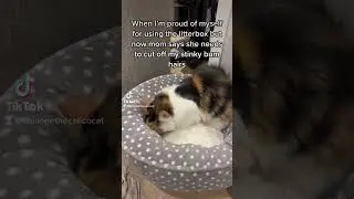 Embarrassing #kitten #cat #kittensoftiktok #catsoftiktok #calicocat