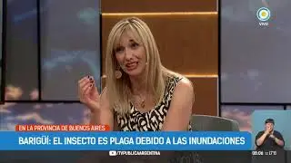 Barig&uuml;i, el insecto que es plaga debido a las inundaciones | #TPANoticias