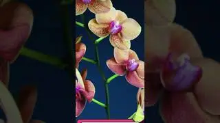 Most Expensive flower| FacTime #shorts #youtube #youtubeshorts #facts #factime #flowerfacts #FacTime