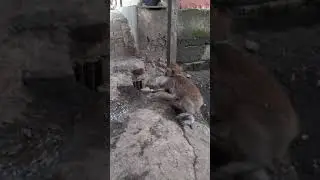 MONYET TEMAN KUCING