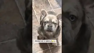 FRENCHIE X MERLE#funny #cute #dog #pets #tiktok #dogbreed #americanbully #yt #summer #shorts