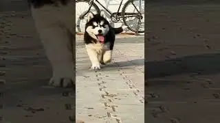 Siberian Husky Male Puppy 💙 Blue Eyes | 2 Months Old 🔥 @Petzz_world #shorts #viral #tranding #pets