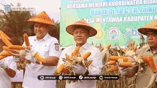 PANEN PERDANA JAGUNG BERSAMA MENKO BIDANG PANGAN RI DI DESA MENTAWAK KEC. NALO TANTAN KAB. MERANGIN