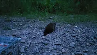 Removal with relocation for this little groundhog.