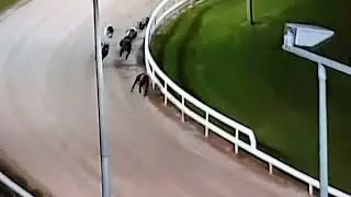 Swords Rex winner of the Con and Annie Kirby memorial stake 2022.