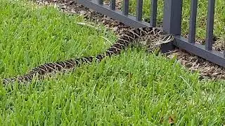 Eastern Diamond Rattlesnake Hurricane Dorian Evacuation