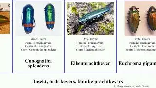 Insekt, orde kevers, familie prachtkevers insect splendens giganteum dennenprachtkever Smile Grote