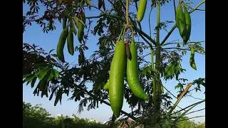 Kapok silk cotton tree is ayurvedic