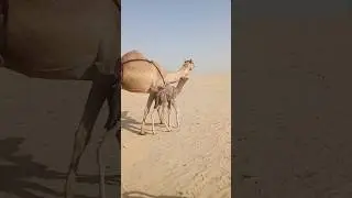 #camel #desertadventures #desertadventures #camelinthedesert #camelinthedesert #animals #animals