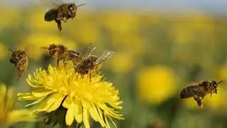 Brahmari (Humming Bee Breath), A Calming & Soothing Pranayama with Jean Koerner
