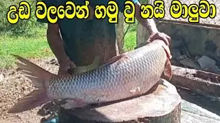 50kg Big Snakehead fish Cutting skills  in village fish market | fishing videos 2026 | fish Cutter 
