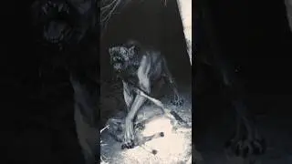 Scary Facts About Dogs! 1 #shorts #animals #dog