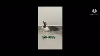 Addy our cute bunny