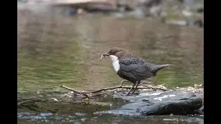 Die Wasseramsel in 4 k