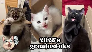 ekekekkekkek compilation - BEST Cat Chirping, Chittering Chattering Clicking of 2025