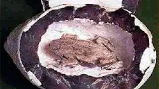 Mysterious fossils You Won't Believe Exist