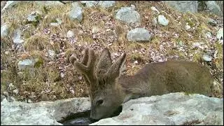 Capriolo 🦌