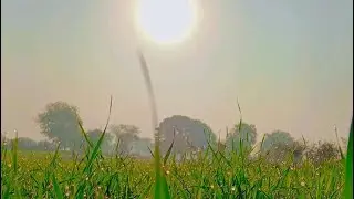 Desi vlogs khet par gehun vlogs no. 2 .....(देसी व्लॉग्स खेत पर )....