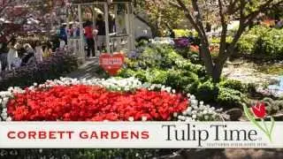 TULIP TIME FESTIVAL