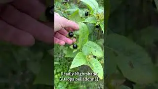 Красавка красавка (Atropa belladonna)
