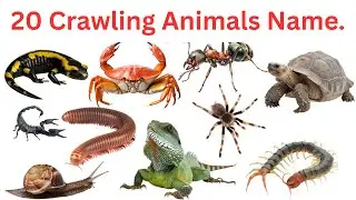 20 Crawling Animals for Kids | Learn Names & Fun Facts | Educational Video #kids