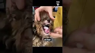 The women rescued a tiny poodle #animals #animal #hearttouching #dog