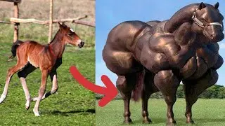 Before &after animals growing up. Amazing animal transformation