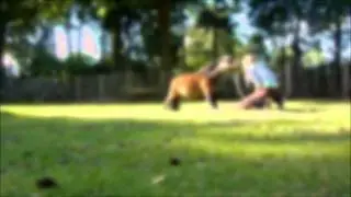 Joopy vrijheidsdressuur!