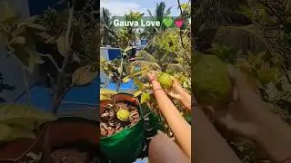 Guava love ❤️💚#shorts #short #garden