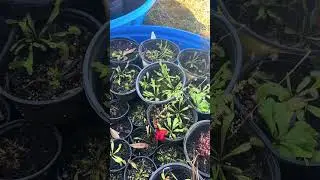 Покупать венериные мухоловки в крупных сетевых магазинах!