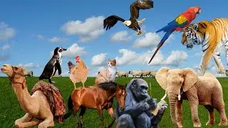 Funny animals, Animal sounds | Rabbit, Cow, camel, monkey, Sheep&rsquo;s, Elephant&hellip;