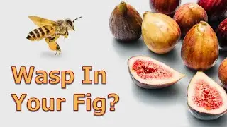 There's A Fig in Every Wasp