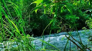 CRYSTAL CLEAR RIVER FLOW LIVE &ndash; NATURE&rsquo;S ASMR AMBIENCE FOR RELAX, STUDY & INNER PEACE