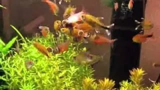 A lot of colorful tropical fish.wmv