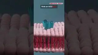 How COVID - 19 Invades Your Cells 🦠