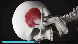 Understanding the Anatomy of Temporalis muscle
