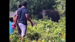 Elephant Attack In Real Life In Forest