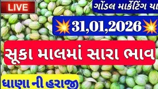 ગોંડલ નવા ધાણા ના બજાર ભાવ / નવા ધાણા ના બજાર ભાવ / ગોંડલ ધાણાના બજાર ભાવ / 31,01,2026