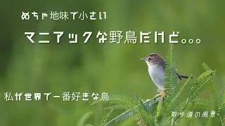 《ゆるい自然観察Vlog116》地味で小さいマニアックな野鳥/私が世界で一番好きな鳥
