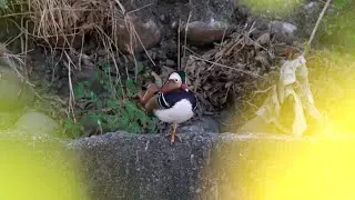 20251205 舞蝶橋鴛鴦