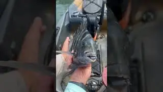 Delaware Sheepshead Fishing