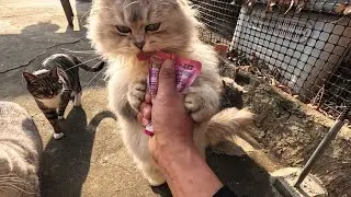 挨个点名小馋猫，又要开吃了！小元宝打架打不赢，吃饭第一名