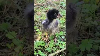 Chicken Voice| Chicken Sound