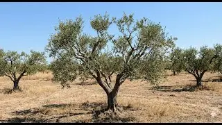 SULAMASIZ ZEYTİNLİKLERDE VERİM | Toprak Yönetimi