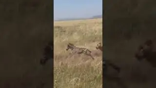 🦓 The young zebra only wanted to save its mum. DM US for booking safari in Serengeti